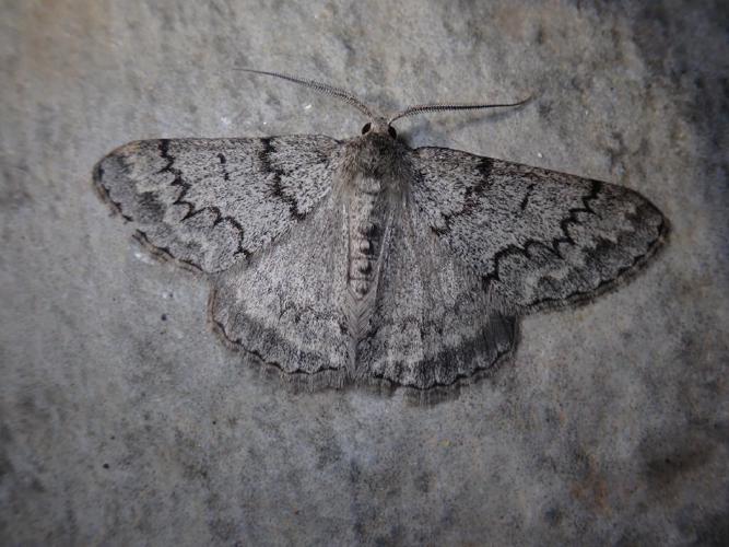 Hémithée de l'Ajonc (L') (Pseudoterpna coronillaria) © David Renoult