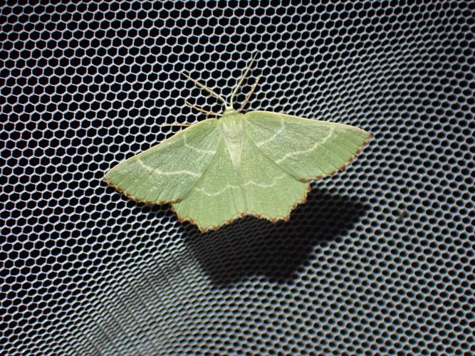 Phalène du Buplèvre (La) (Thalera fimbrialis) © Pierre-Henri Fabre