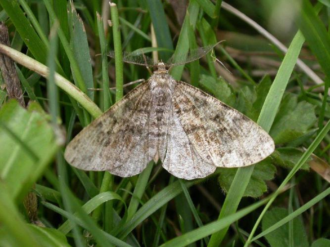 Boarmie du Sapin (La) (Deileptenia ribeata) © Donald Hobern