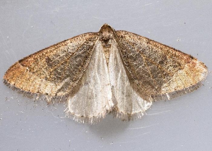 Phalène précoce (La) (Theria primaria) © Jean-Claude Lablanquie