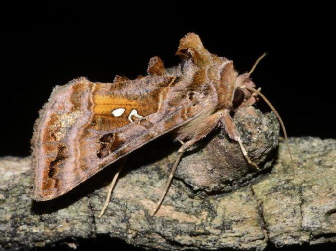 V d'or (Le) (Autographa pulchrina) © Pascal Dubois