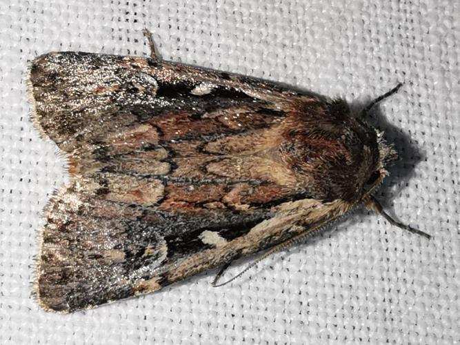 Noctuelle agathine (La) (Xestia agathina) © "bscrl"