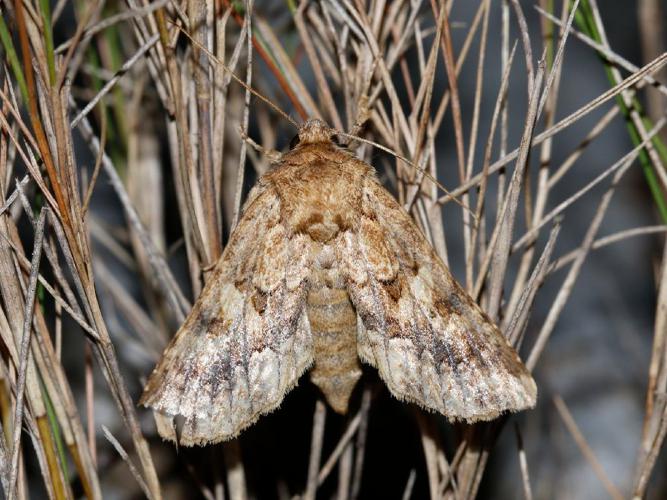 Noctuelle limoneuse (La) (Conisania luteago) © Bastien Louboutin