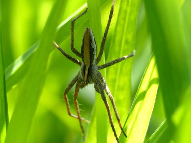 Pisaure admirable (Pisaura mirabilis) © Morvan Debroize