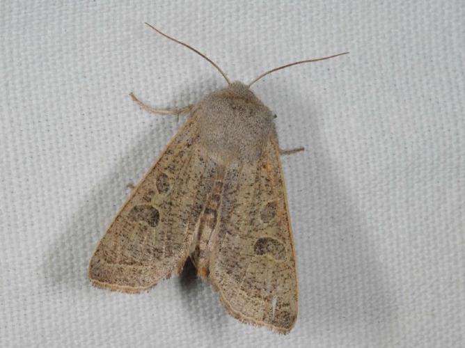 Orthosie gracile (L') (Orthosia gracilis) © ALLEMAND Guillaume