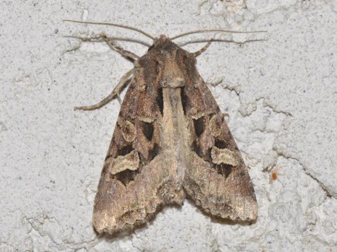 Noctuelle allumée (La) (Trigonophora jodea) © Pascal Dubois