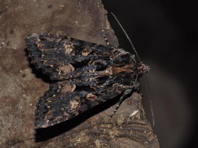 Noctuelle saturée (La) (Mniotype satura) © Pascal Dubois