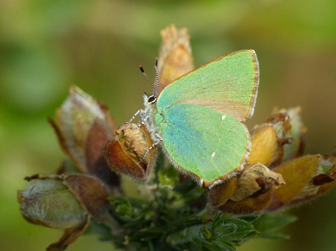 Argus vert (Callophrys rubi) © Morvan Debroize