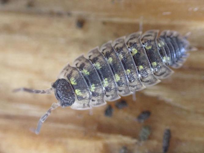 Porcellio spinicornis © Julien Tchilinguirian