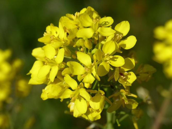 Colza (Brassica napus) © Morvan Debroize