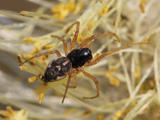 Pachygnatha degeeri © Marie Lou Legrand