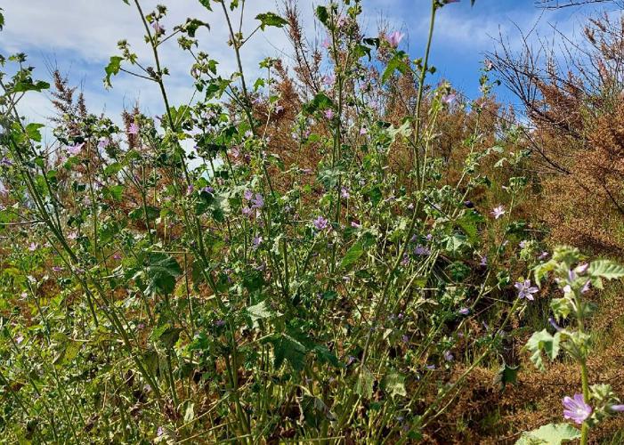 Lavatère de Crète (Malva multiflora) © Ange Nilana