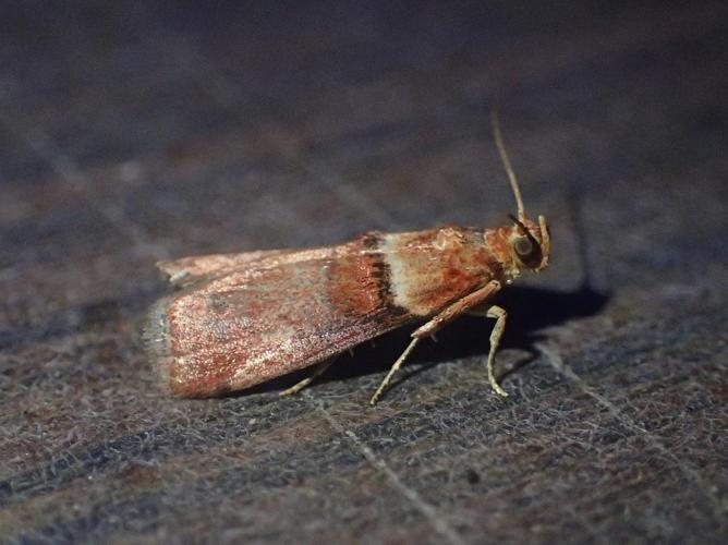 Phycide enflée (Acrobasis tumidana) © Matthieu Gauvain