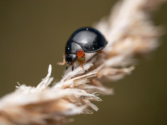 Parexochomus nigromaculatus © Martin Galli