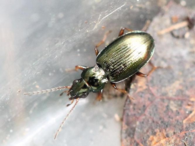 Bembidion deletum © Marie Lou Legrand