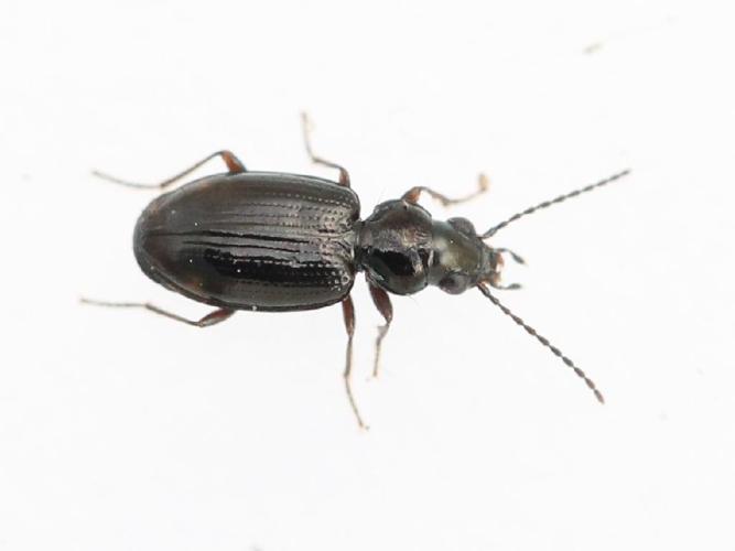 Bupreste à lunules (Bembidion lunulatum) © Marie Lou Legrand