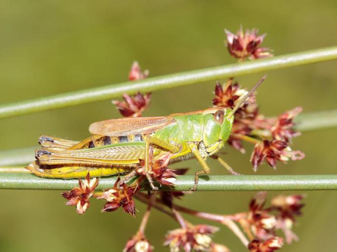 Criquet palustre (Pseudochorthippus montanus) © Bastien Louboutin