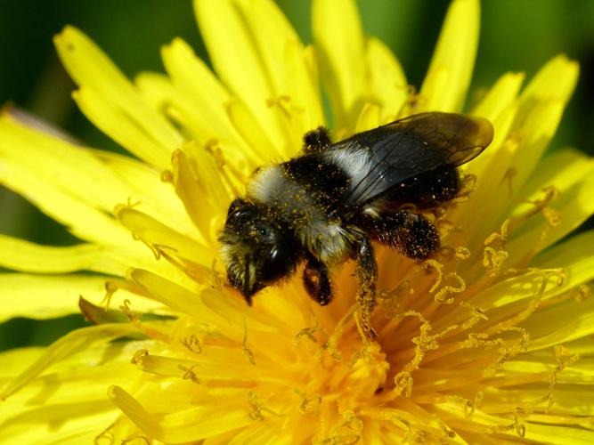 Abeille des sables (Andrena cineraria) © Morvan Debroize