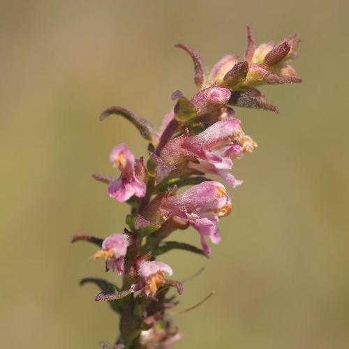 Odontite printanier (Odontites vernus) © S. Filoche