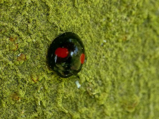 Coccinelle des saules (Chilocorus renipustulatus) © Morvan Debroize