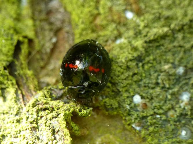 Coccinelle des landes (Chilocorus bipustulatus) © Morvan Debroize