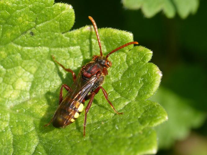 Nomada flava © Morvan Debroize