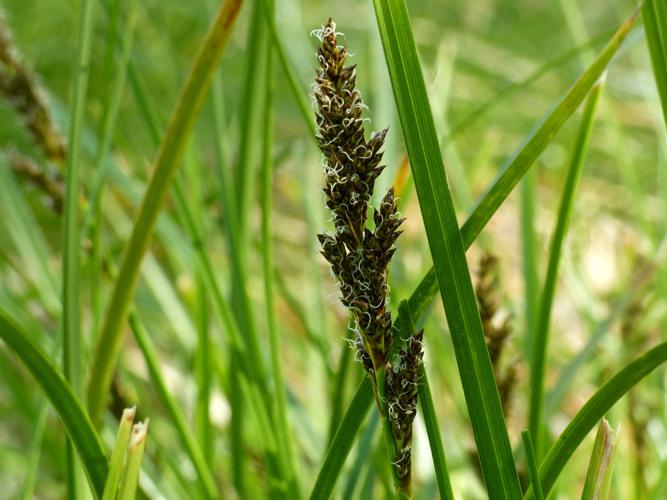 Laîche paniculée (Carex paniculata) © Morvan Debroize