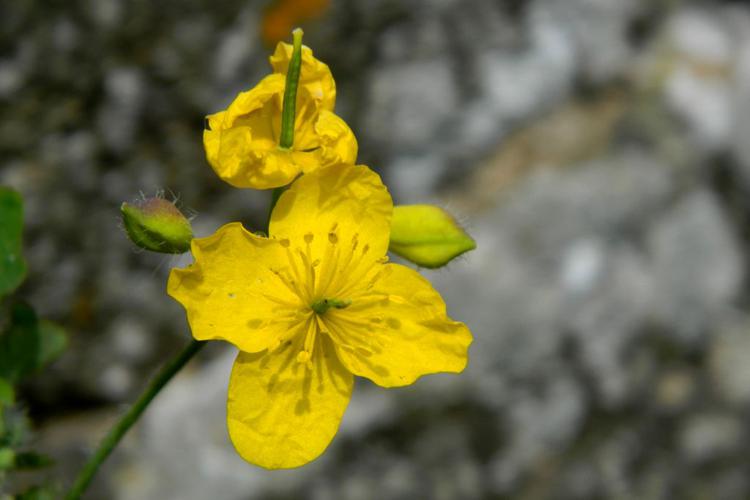 Grande chélidoine (Chelidonium majus) © Morvan Debroize