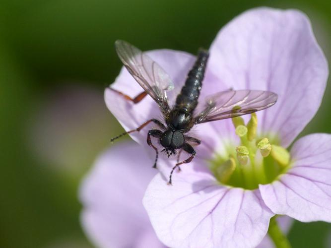 Bibio lanigerus © Morvan Debroize