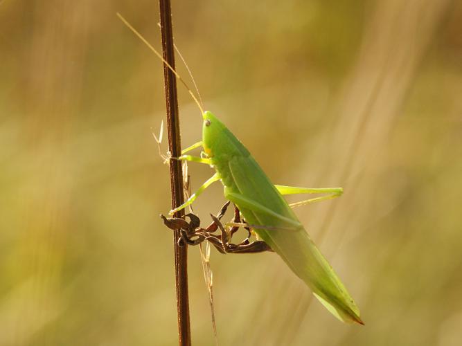 Conocéphale gracieux (Ruspolia nitidula), femelle © Sylvain Montagner