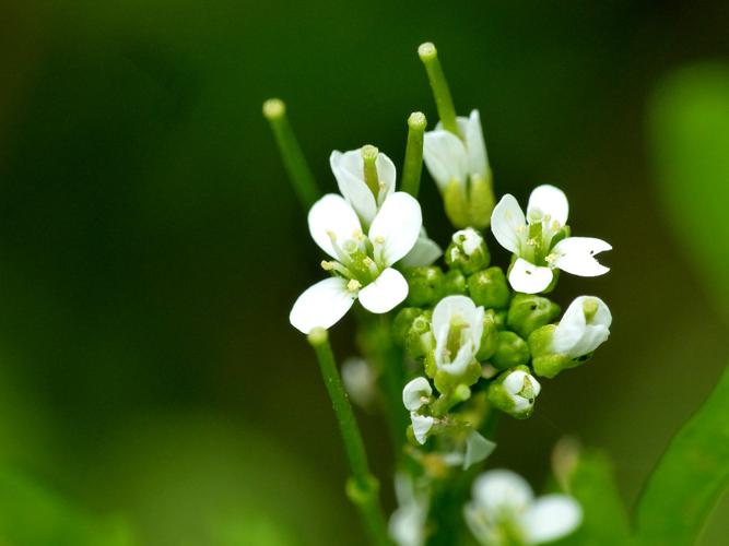 Cardamine flexueuse (Cardamine flexuosa) © Morvan Debroize