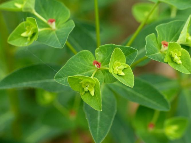 Euphorbe douce (Euphorbia dulcis) © Morvan Debroize