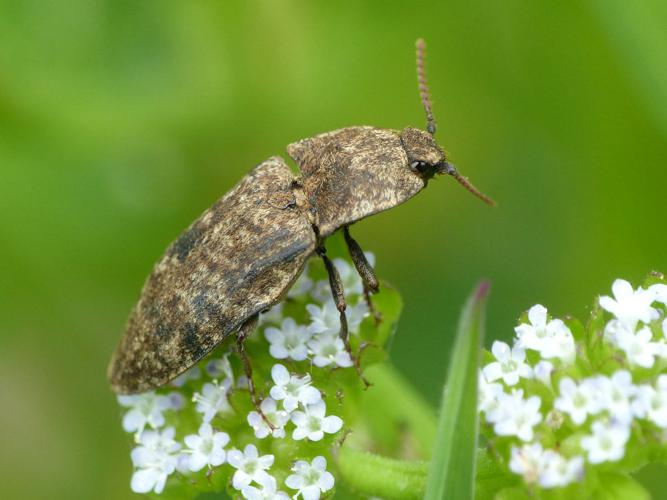 Taupin rongeur (Agrypnus murinus) © Morvan Debroize