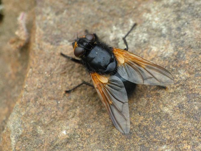 Mésembrine de midi (Mesembrina meridiana) © Morvan Debroize