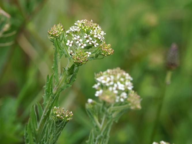 Passerage hétérophylle (Lepidium heterophyllum) © Sylvain Montagner