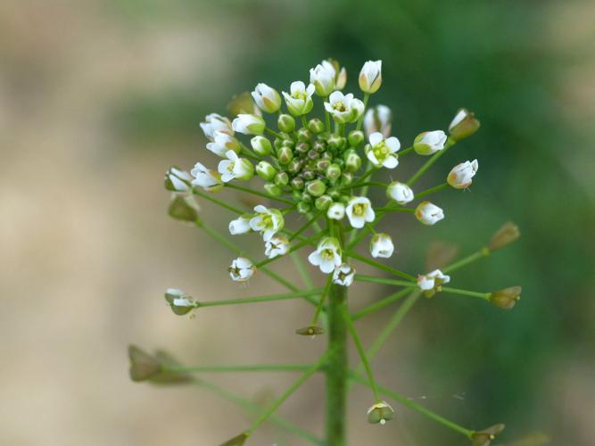 Capselle bourse-à-pasteur (Capsella bursa-pastoris) © Morvan Debroize