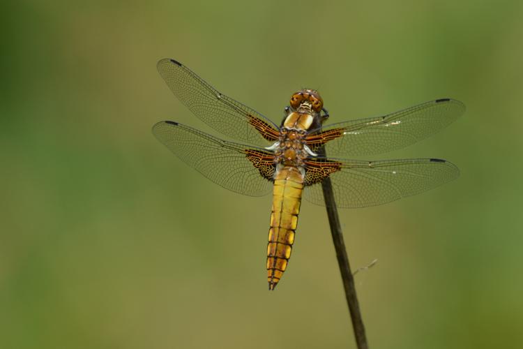 Libellule déprimée (femelle) © Benjamin Beaufils