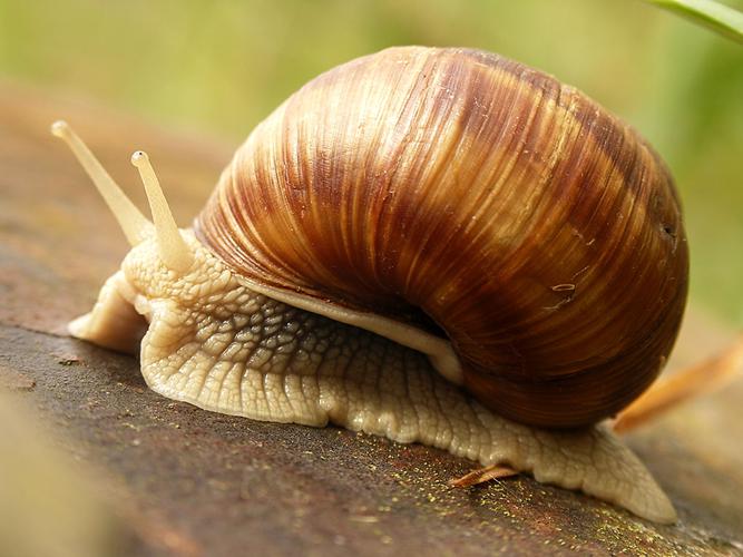 Escargot de Bourgogne (Helix pomatia) © Sylvain Montagner