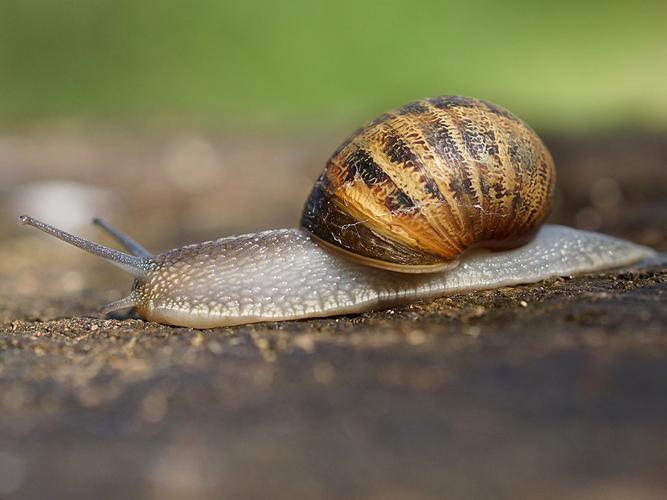 Escargot petit-gris (Cornu aspersum) © Sylvain Montagner