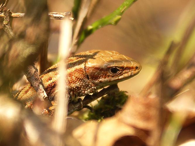 Lézard vivipare (Zootoca vivipara) © Sylvain Montagner