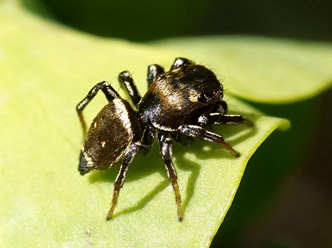 Heliophanus tribulosus, mâle © Sylvain Montagner