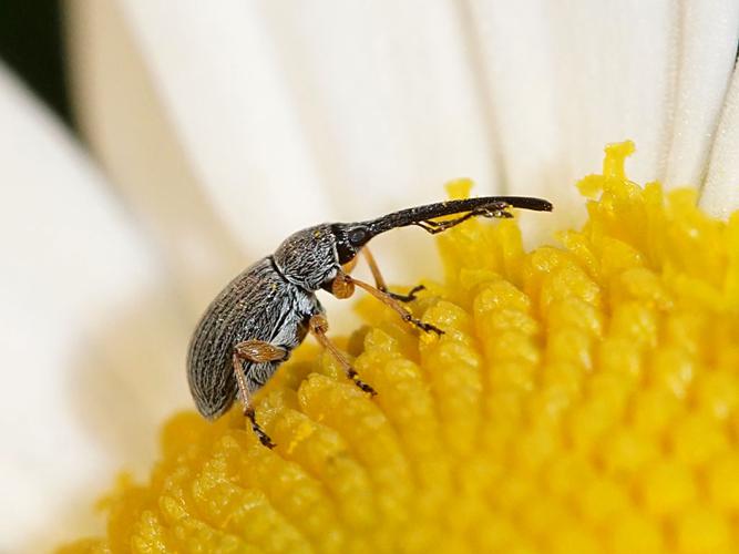 Apion longirostre (Rhopalapion longirostre) © Sylvain Montagner