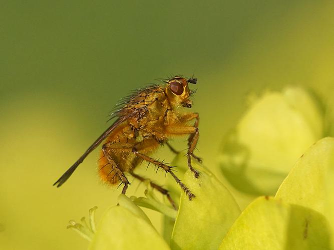 Scatophage du fumier (Scathophaga stercoraria) © Sylvain Montagner