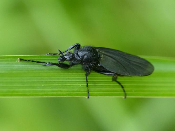 Mouche de la Saint Marc (Bibio marci), femelle © Morvan Debroize