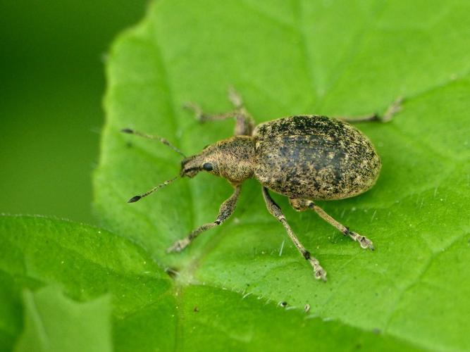 Charançon damier (Liophloeus tessulatus) © Morvan Debroize