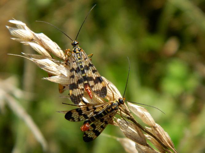 Panorpa vulgaris, mâle et femelle © Morvan Debroize