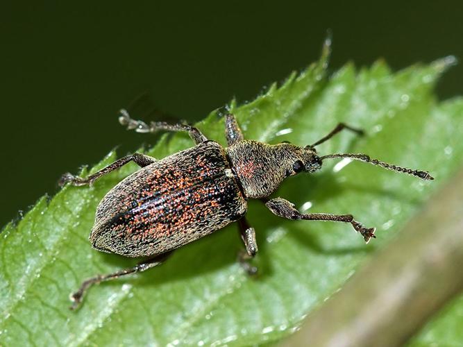 Phyllobe du poirier (Phyllobius pyri) © Sylvain Montagner