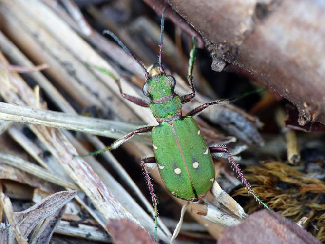 Cicindèle champêtre (Cicindela campestris) © Morvan Debroize