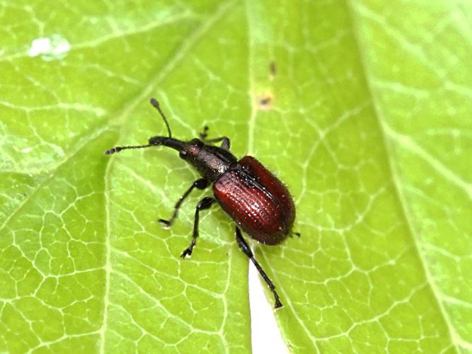 Rhynchite rouge du pommier (Tatianaerhynchites aequatus) © Sylvain Montagner