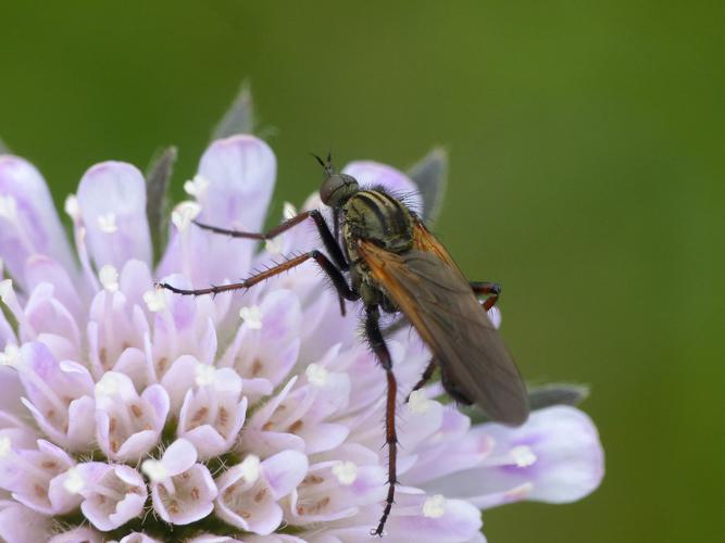 Empis marqueté (Empis tessellata) © Morvan Debroize